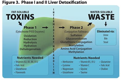 Natural Liver Detox How To Support Natural Liver Detoxification Odom