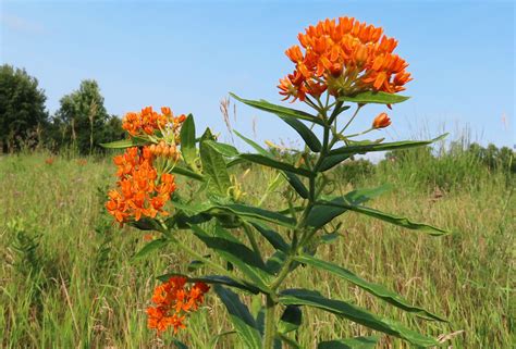Butterfly Weed A T Of Nature Oakland County Blog