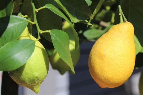 Lemons Fruit Yellow Citrus Free Photo On Pixabay Pixabay