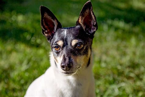 Toy Fox Terrier Dog Breed Information And Characteristics Daily Paws