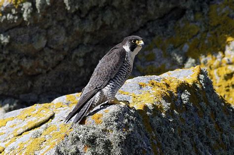 It is a very fast bird in flight, with movement up to 200 miles per hour for short distances. Joe Pender Wildlife Photography: Peregrine Falcon