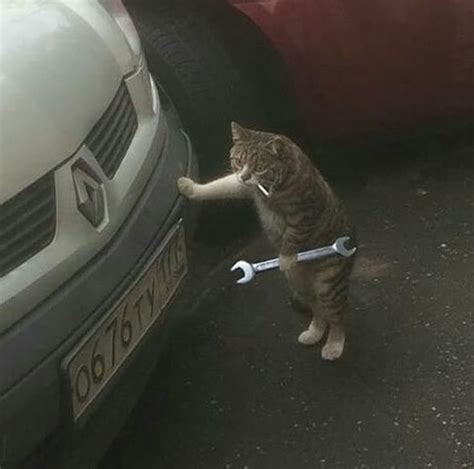 Psbattle This Mechanic Cat Holding A Wrench Funny Pictures Crazy