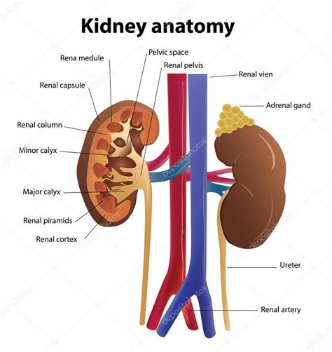 Normal Kidney Anatomy