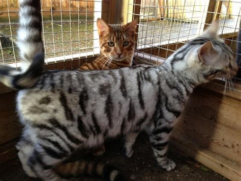 Queenanne Cats Toyger Queens Cat Breeder In Bromsgrove