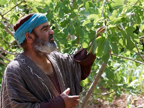 Inside Catholic The Parable Of The Barren Fig Tree