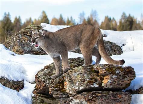 Bobcat Vs Mountain Lion Krebs Creek