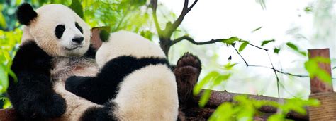 Dujiangyan Panda Volunteer Program One Day Panda Keeper Tour In Dujiangyan