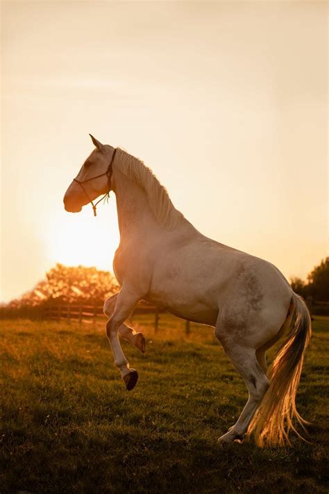 White Horse Rearing In The Sunset Horsephotography Equinephotography