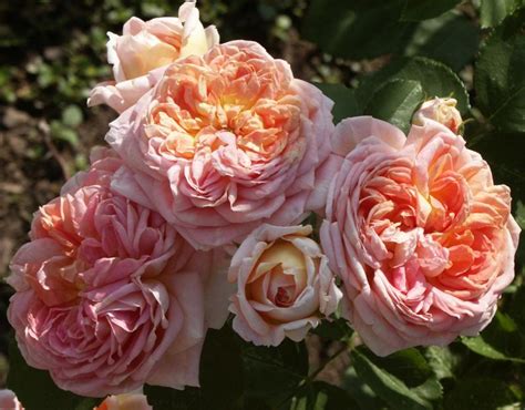 Alchemist Rose Climber Rose Orange Rose Palatine Roses