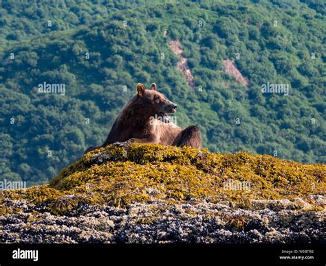 Brown Or Grizzly Bear Ursus Arctos In Geographic Harbor Katmai