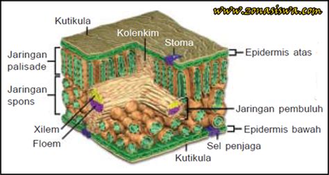 Fungsi Dan Struktur Daun Tumbuhan