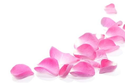 Pink Rose Petals Png Download Free Rose Png Images Instituto