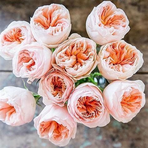 One Of Our Favs Gorgeous Peach David Austin Roses From Abeille