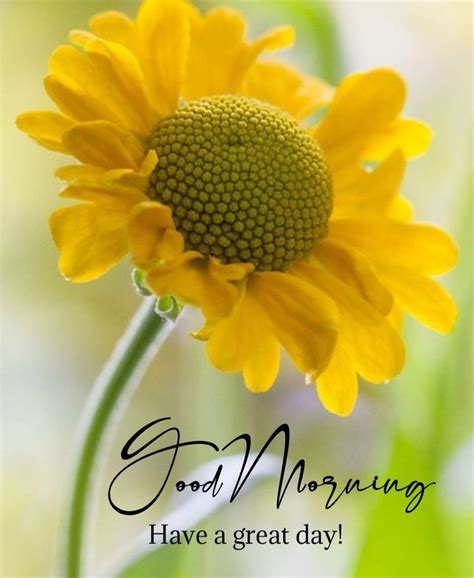 Pin By Naz On Good Morning In 2023 Good Morning Flowers Good Morning