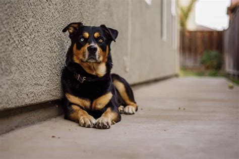 Temperament And Traits Of The Rottweiler Husky Mix Dog Breed