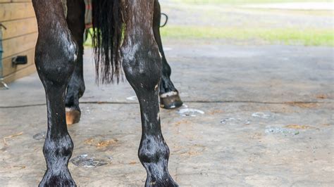 Conformation Bench Knee The Horses Advocate