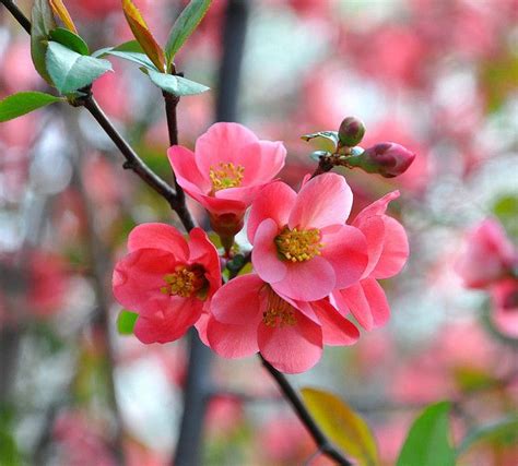 Salmon Pink Quince Blossoms Spring Flowers Photography Flowers