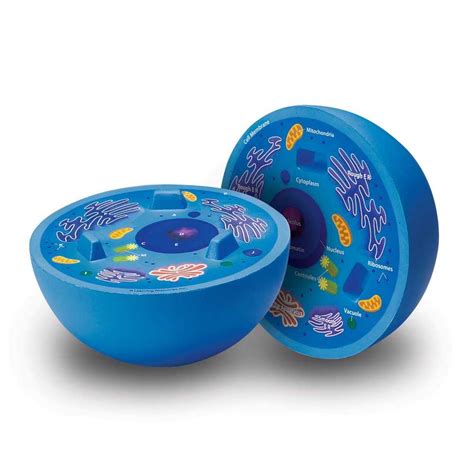 Cross Section Animal Cell Model Toys 2 Learn