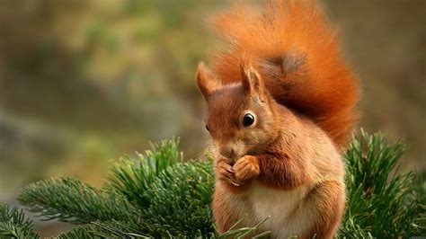 Free Download Pics Photos Squirrel Animal Cute Wallpapers 1920x1080