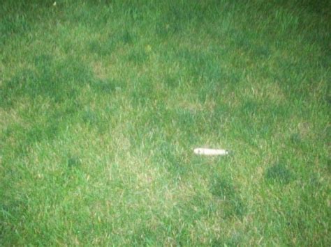 Dark Green Spots On Lawn Landscaping And Lawn Care Diy Chatroom Home