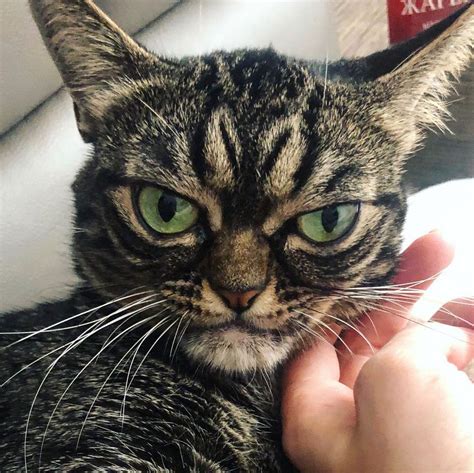 Meet Kitzia — The New Grumpy Cat Probably The Grumpiest Youve Ever Seen So Far Earth Wonders