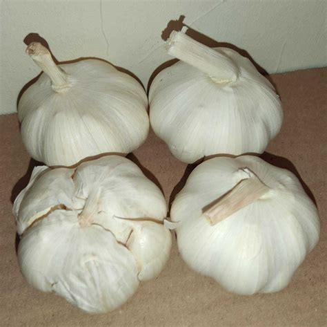 36x Garlic Seeds For Large Bulbs Solent Wight Best For The Uk Grow