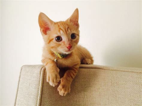 Cute Orange Tabby Striped Kitten Cute Cats Orange Tabby Tabby