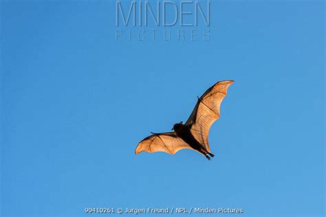 Little Red Flying Fox Stock Photo Minden Pictures