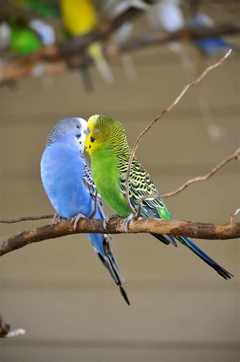 Why Do Parakeets Kiss Each Other Talkie Parrot