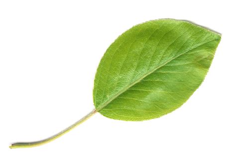 Filepear Leaf Wikimedia Commons