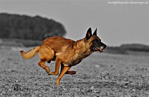 Der stattliche begleithund im portrait. Belgischer Schäferhund Foto & Bild | tiere, haustiere ...