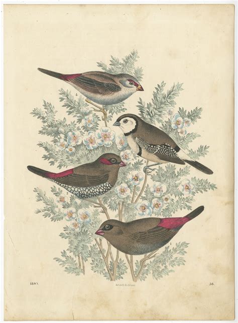 Antique Bird Print Of Finches By Hoffmann 1865