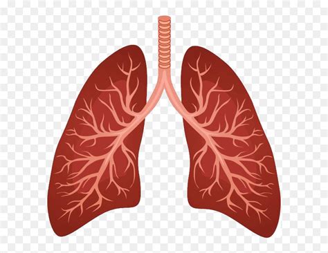 Lungs Png Human Lungs Clipart Transparent Png Vhv