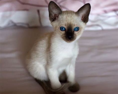 Baby Siamese Cats 34 Pictures With Images Siamese Cats Siamese