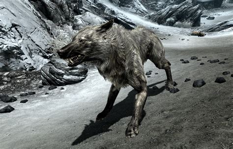 Ice Wolf Elder Scrolls Fandom Powered By Wikia