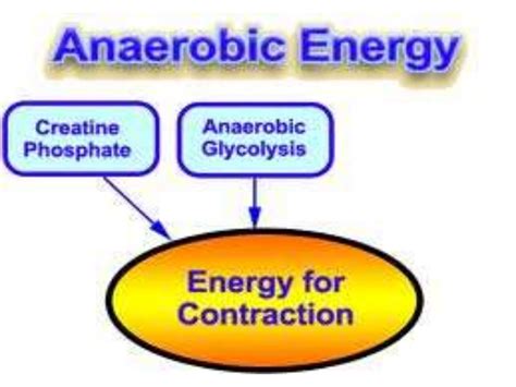 Energy Systems In Human Body By Arianaacardiorespiratory