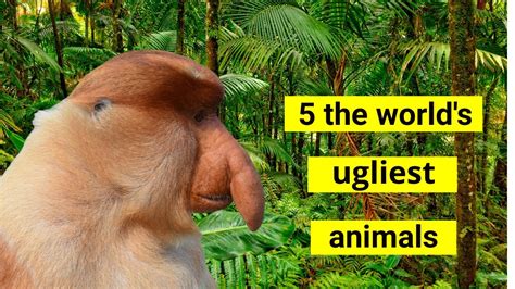 5 The Worlds Ugliest Animals Youtube