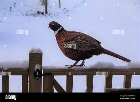 Pheasant On Fence Hi Res Stock Photography And Images Alamy