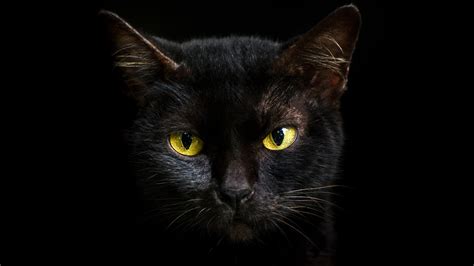 Why Black Cats Are Associated With Halloween And Bad Luck History