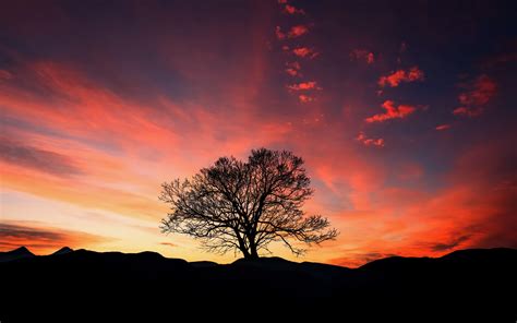 Download Wallpaper 3840x2400 Sunset Tree Clouds Sky Horizon 4k Riset