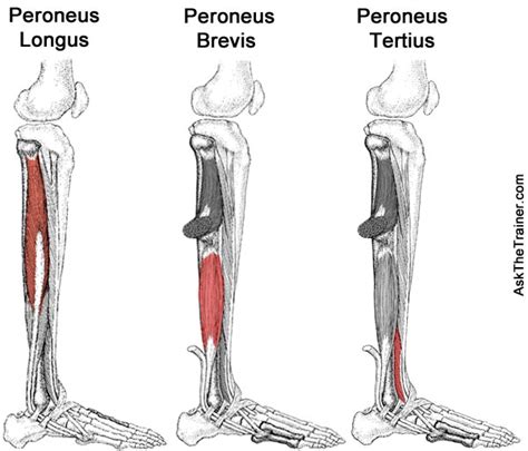 Best Stretching And Strengthening Exercises For The Peroneal Muscles