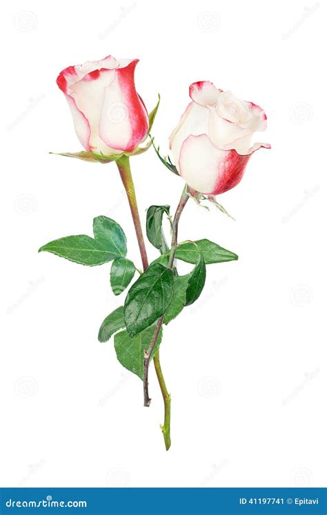 Two White Roses Stock Image Image Of Nature Mother 41197741