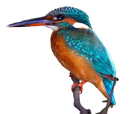 Common Kingfisher Png Free Download Png All Png All