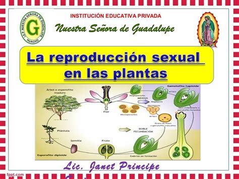 reproduccion sexual en las plantas