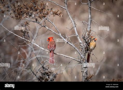 A Pair Of Northern Cardinals Cardinalis Cardinalis Perched In A Tree