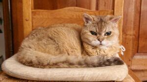 Exploring The Unique Qualities Of The Cat Chausie Breed Tcrascolorado
