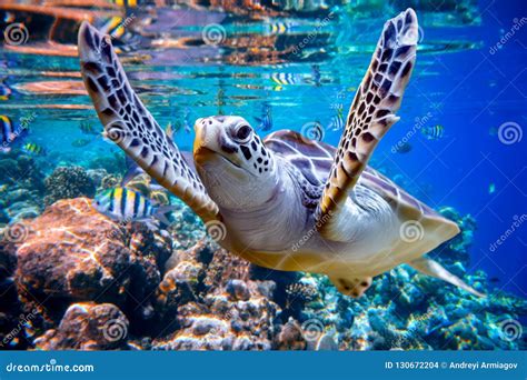 Sea Turtle Swims Under Water On The Background Of Coral Reefs Stock