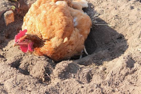 External Parasites Backyard Poultry