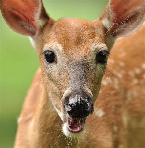 Precocious Fawns Advanced Fawns Typically Become Superior Adults