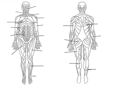 Tutorials and quizzes on the anatomy and actions of the back muscles (iliocostalis, longissimus, spinalis, multifidus, and quadratus lumborum), using interactive animations, diagrams, and illustrations. UNLABELED MUSCULAR SYSTEM FRONT AND BACK - Auto Electrical ...